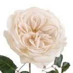 Purity™, view 2