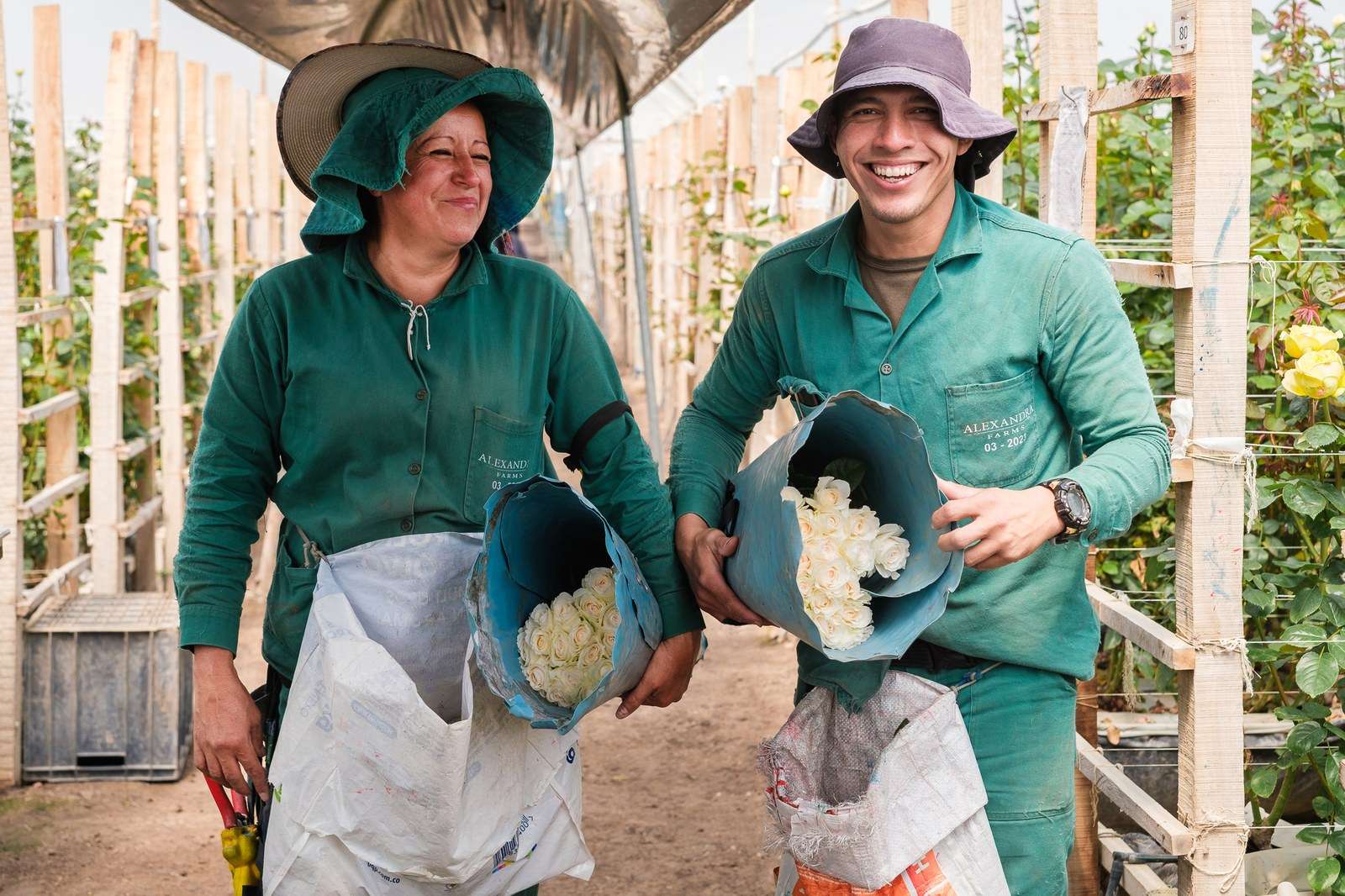An Alexandra Farms team member preparing garden roses by hand