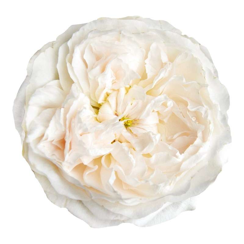 Purity™